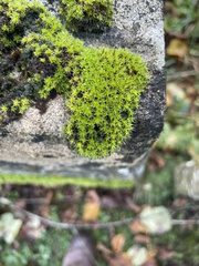 Syntrichia montana