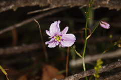 Arthropodium dyeri