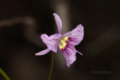 Arthropodium dyeri