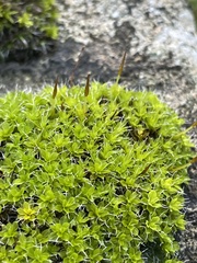 Syntrichia montana