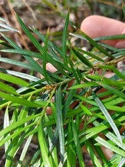 Podocarpus spinulosus
