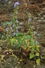 Campanula