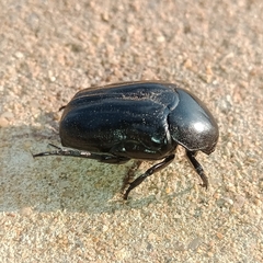 Oplostomus fuligineus