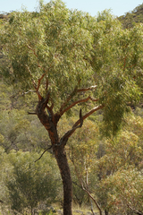 Corymbia