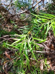 Podocarpus spinulosus