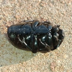 Oplostomus fuligineus