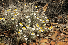 Anemocarpa saxatilis