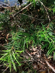Podocarpus spinulosus