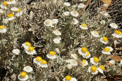 Anemocarpa saxatilis