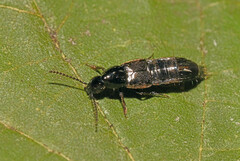 Staphylinidae
