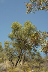 Eucalypteae