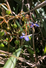 Dianella brevicaulis