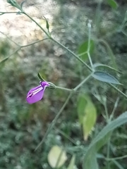 Dicliptera paniculata