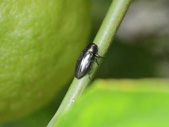 Chrysobothris