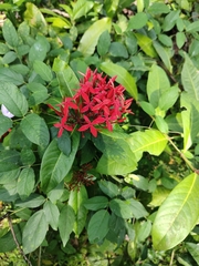 Ixora coccinea