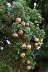 Cupressus sempervirens