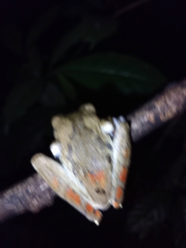 Efulen Forest Tree Frog