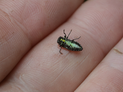 Chrysobothris