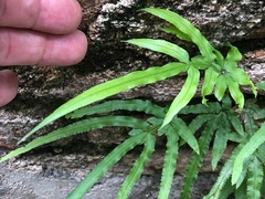Pteris