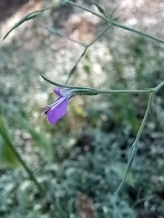 Dicliptera paniculata