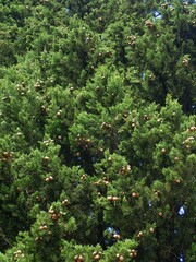 Cupressus sempervirens
