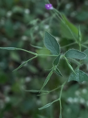 Dicliptera paniculata
