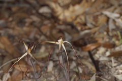 Caladenia dimidia