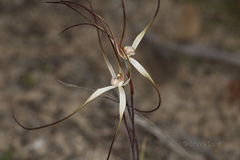 Caladenia dimidia
