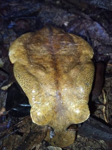 African Giant Toad