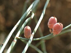 Ephedra foeminea