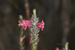 Chloanthes coccinea