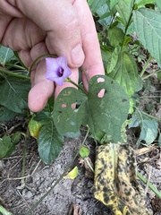 Ipomoea asarifolia