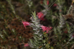 Chloanthes coccinea