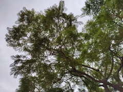 Jacaranda mimosifolia