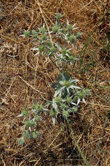 Eryngium campestre