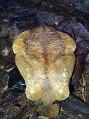 Sclerophrys superciliaris