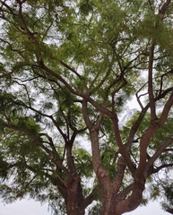 Jacaranda mimosifolia