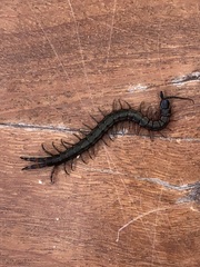Scolopendra laeta