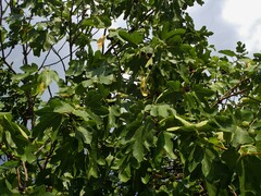 Ficus carica