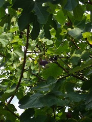 Ficus carica