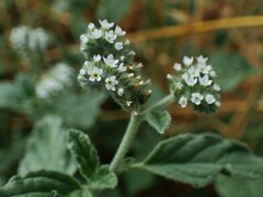 Heliotropium europaeum