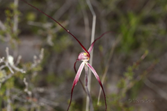 Caladenia footeana