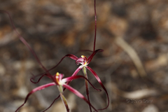 Caladenia footeana