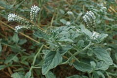 Heliotropium europaeum