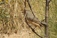 Colluricincla harmonica