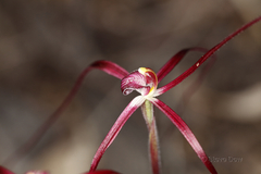 Caladenia footeana