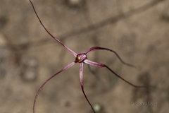 Caladenia footeana