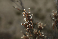 Lysinema ciliatum