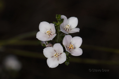 Cyanothamnus coerulescens