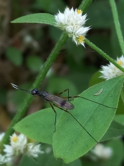 Rainieria